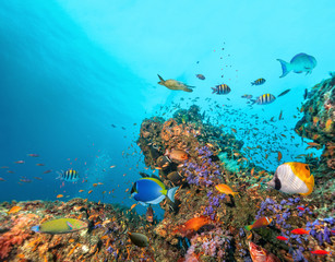 Foto auf Acrylglas Tauchen Wunderschönes Korallenriff mit bunten Fischen herum  © Jag_cz