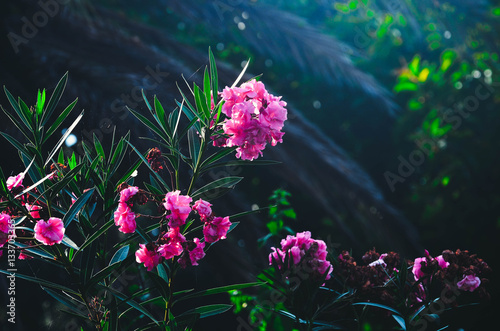 Pink flower in the tropic