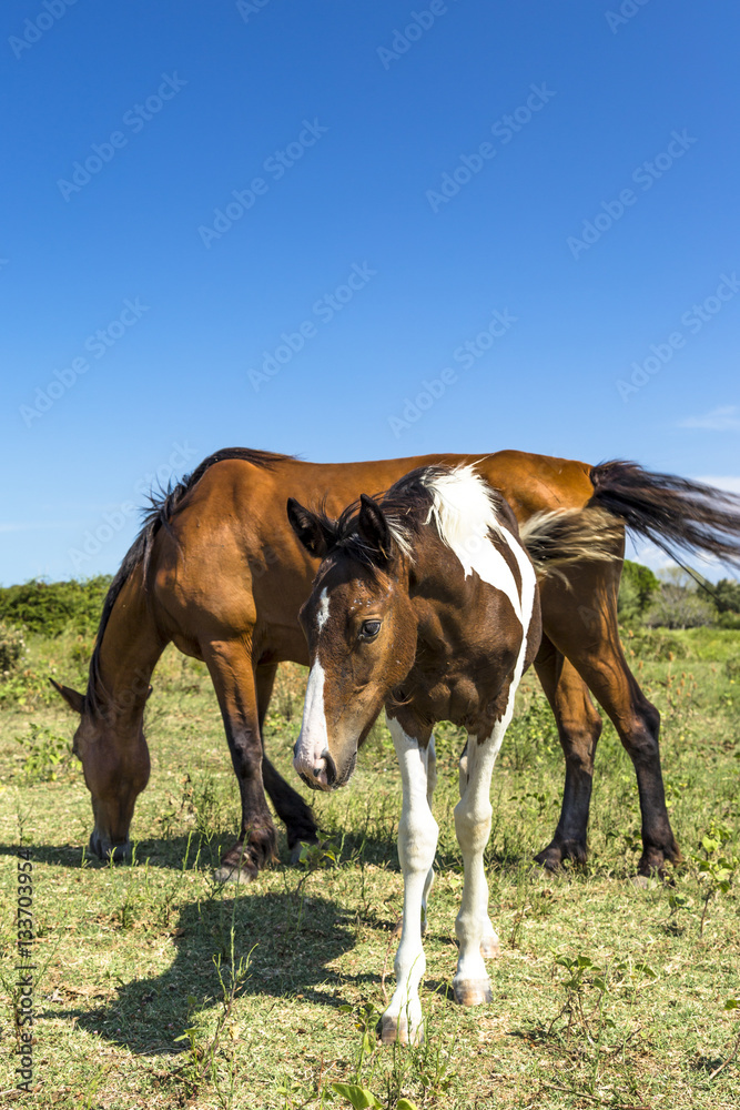 Brown horse and pinto foal grazing near the sea in Puglia (Italy) Brown horse and pinto foal grazing near the sea in Puglia (Italy)