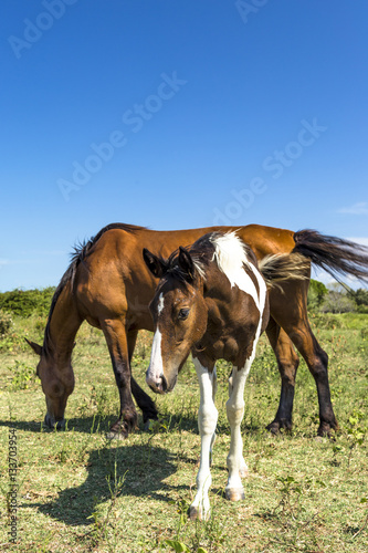 Brown horse and pinto foal grazing near the sea in Puglia (Italy)