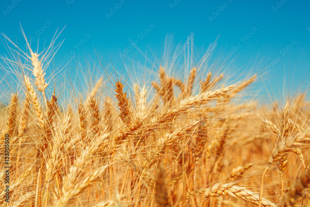 Gold wheat field and blue sky. Beautiful ripe harvest Gold wheat field and blue sky. Beautiful ripe harvest