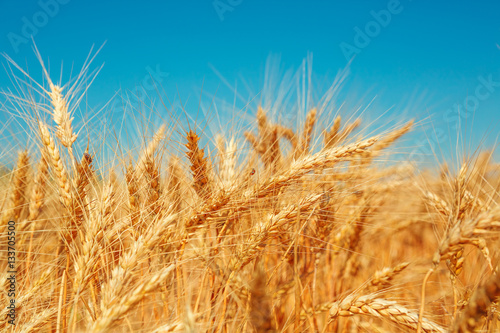 Gold wheat field and blue sky. Beautiful ripe harvest