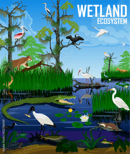Vector wetland ecosystem illustration. Pantanal Florida Everglades landscape with animals. photo