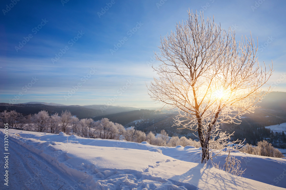 Winter landscape with lots of snow and trees Winter landscape with lots of snow and trees