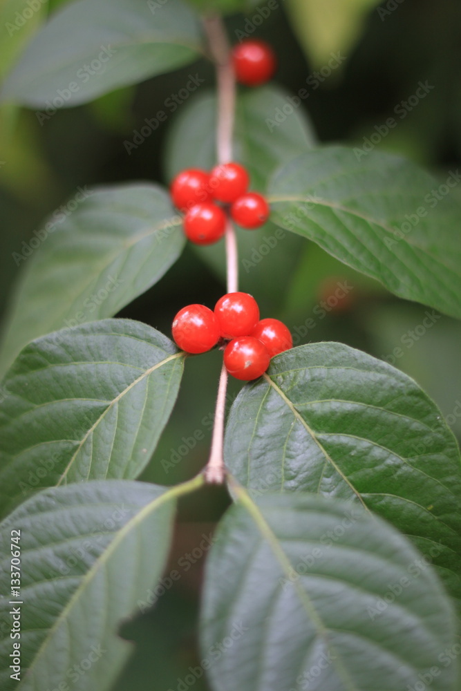 Fototapeta premium red berries
