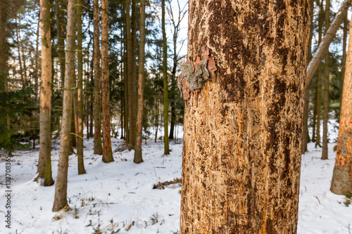 Tree in spruce monoculture forest attacked by bark beetle (Ips Typographus), European forest in Czechia photo