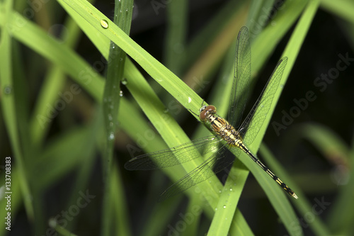 Dragonflies of Thailand ( Diplacodes trivialis ), Dragonfly rest on green grass leaf