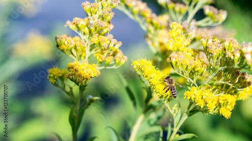 Biene auf Blume