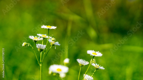 Gänseblümchen