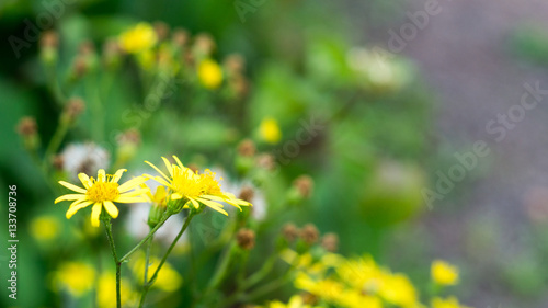 Blumenwiese