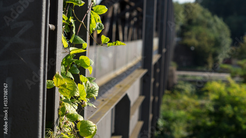 Ranke an Brücke