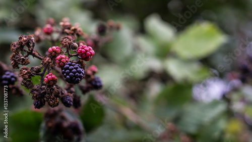 Brombeere nach Reife