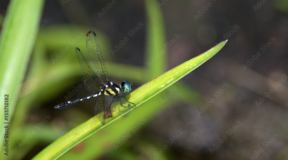 Dragonflies of Thailand ( Tetrathemis platyptera ), Dragonfly rest on green grass leaf Dragonflies of Thailand ( Tetrathemis platyptera ), Dragonfly rest on green grass leaf