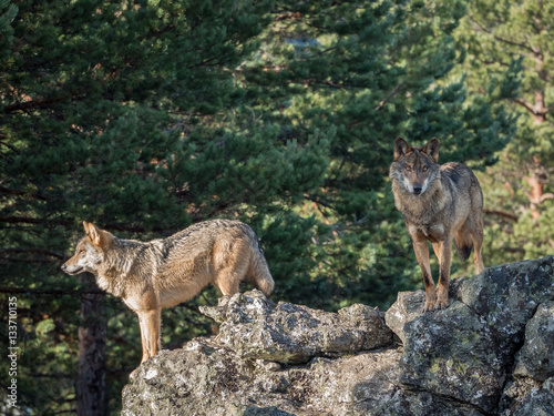 Couple of iberian wolves (Canis lupus signatus) over a rock