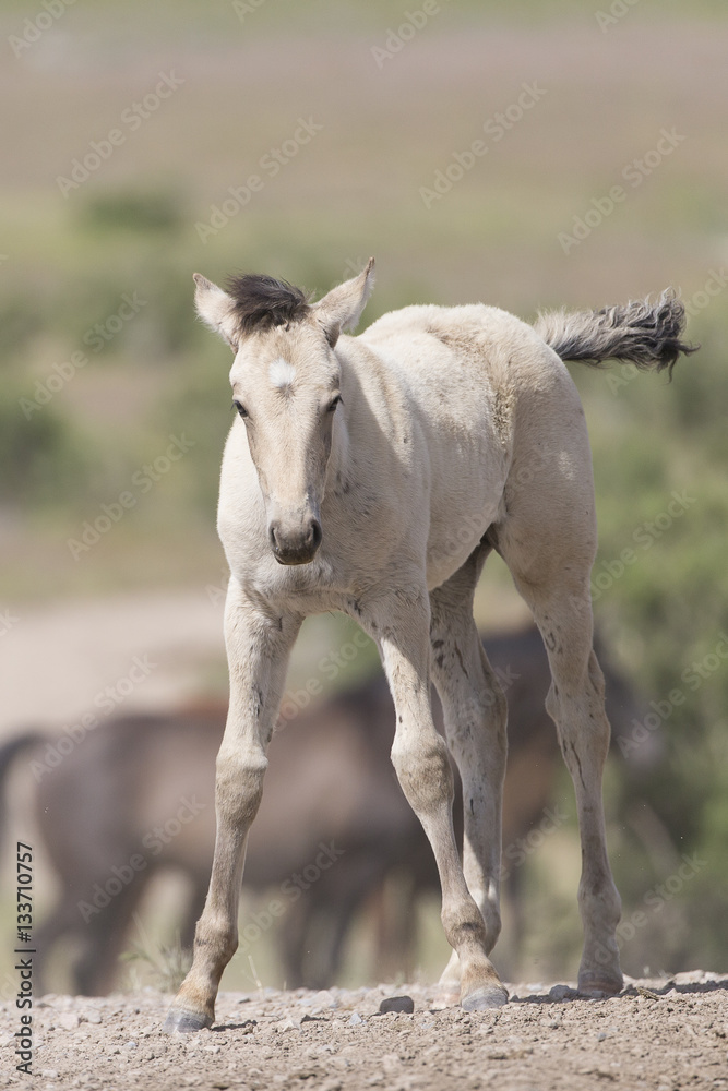 Fototapeta premium Wild Mustangs of the Great Basin desert Utah