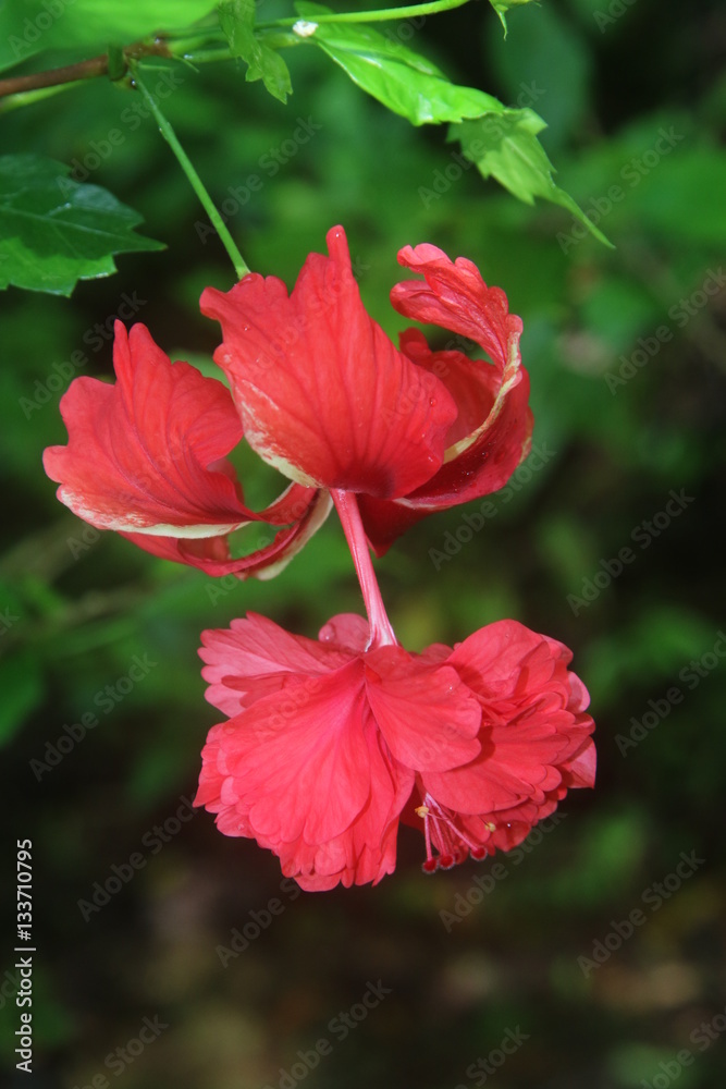 Guyane - Saül Dec 2016 - Fleur tropicale
