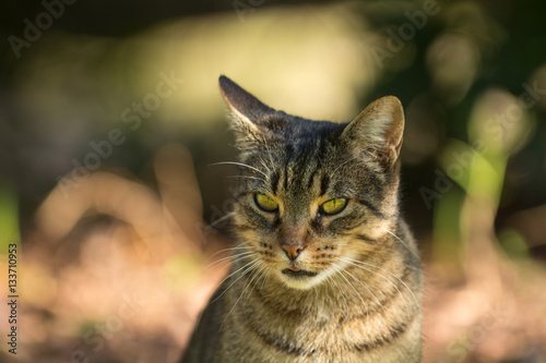 Gato en el campo