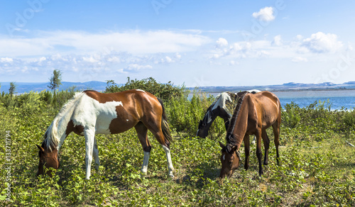 Brown and pinto horses grazing near the sea in Puglia (Italy)