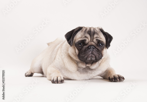 beautiful pug puppy dog lying down, isolated on white background © monicaclick