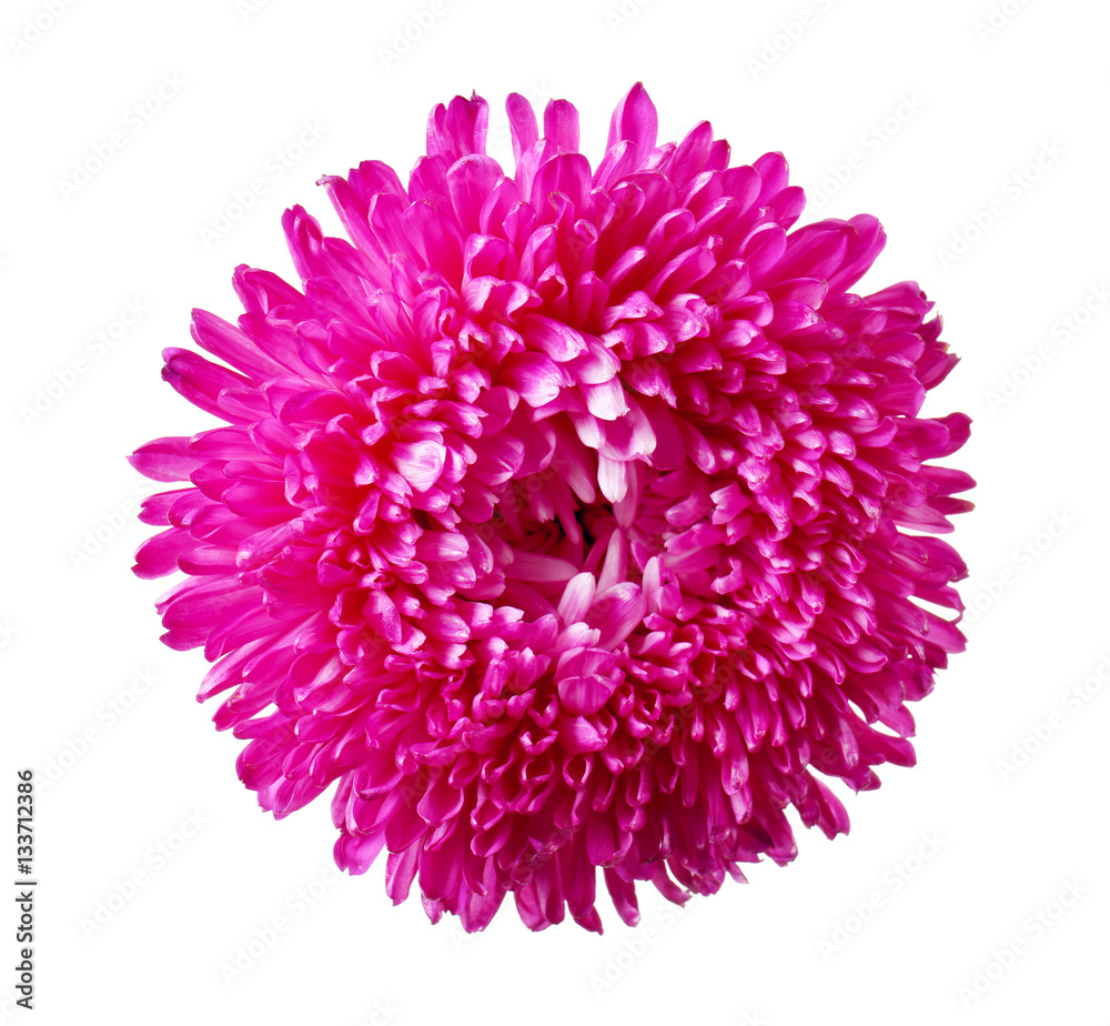 Beautiful pink flower, isolated on white Beautiful pink flower, isolated on white