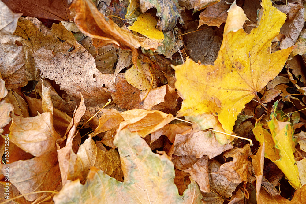 Close up view of fallen leaves in autumn park Close up view of fallen leaves in autumn park