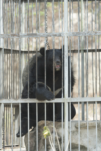 black bear in cage, black and white