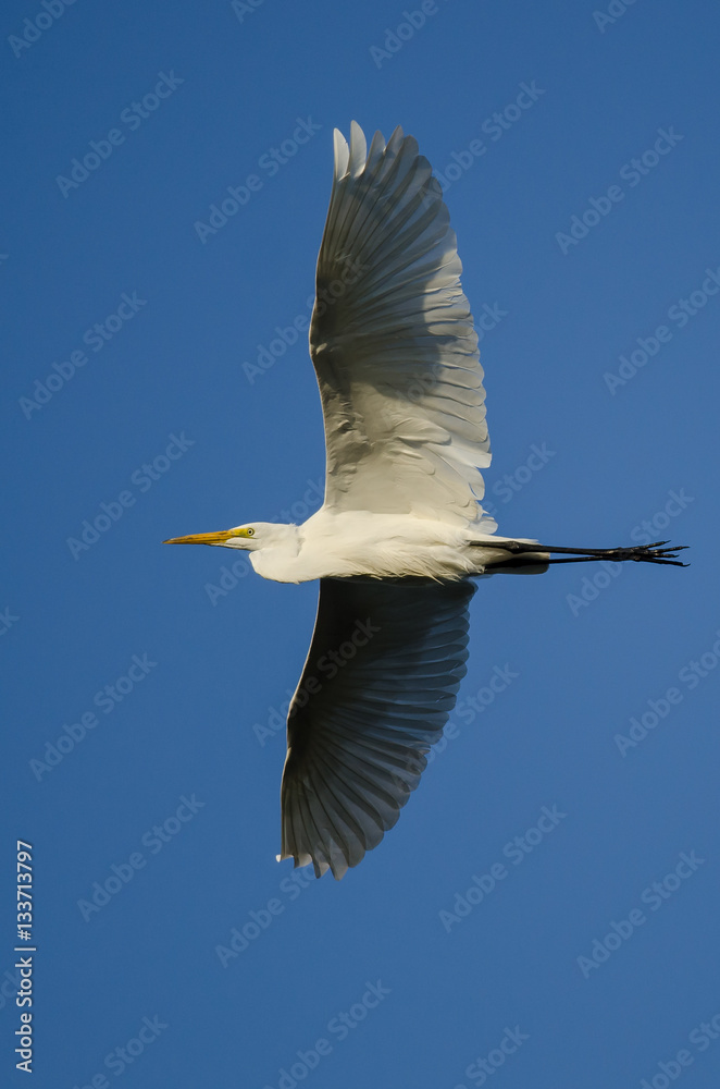 Obraz premium Great Egret Flying in Blue Sky