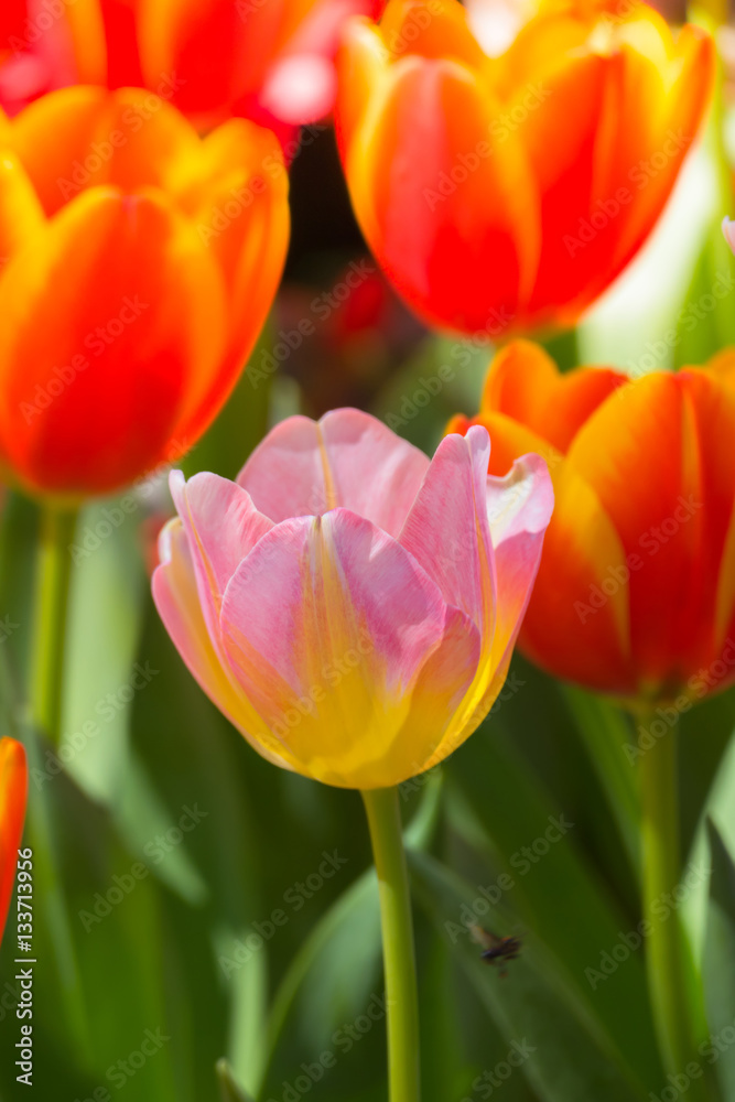 Tulip. Beautiful bouquet of tulips. colorful tulips. Tulip. Beautiful bouquet of tulips. colorful tulips.