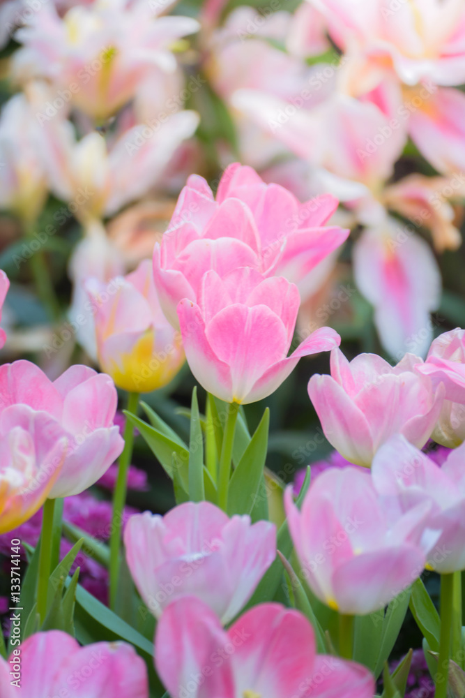 Tulip. Beautiful bouquet of tulips. colorful tulips. Tulip. Beautiful bouquet of tulips. colorful tulips.
