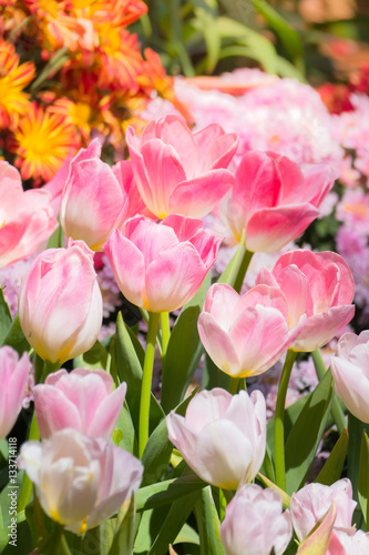 Tulip. Beautiful bouquet of tulips. colorful tulips.