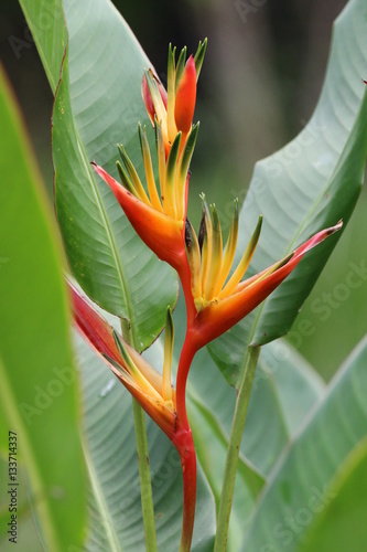 Guyane - Saül Dec 2016 - Fleur tropicale