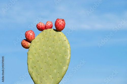 Indian fig opuntia cactus,  the term prickly pear is the most common name for this. single rounded cladodes also called platyclades, with five red fruit blue sky background. photo