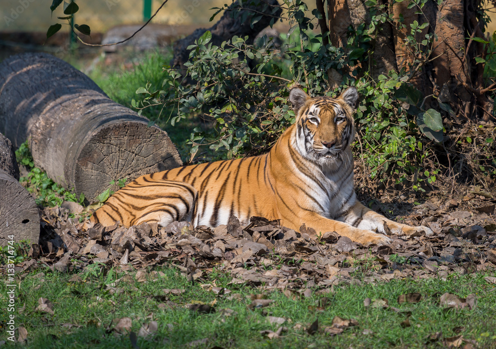 Bengal tiger at a wildlife sanctuary in India. The Bengal tigers are