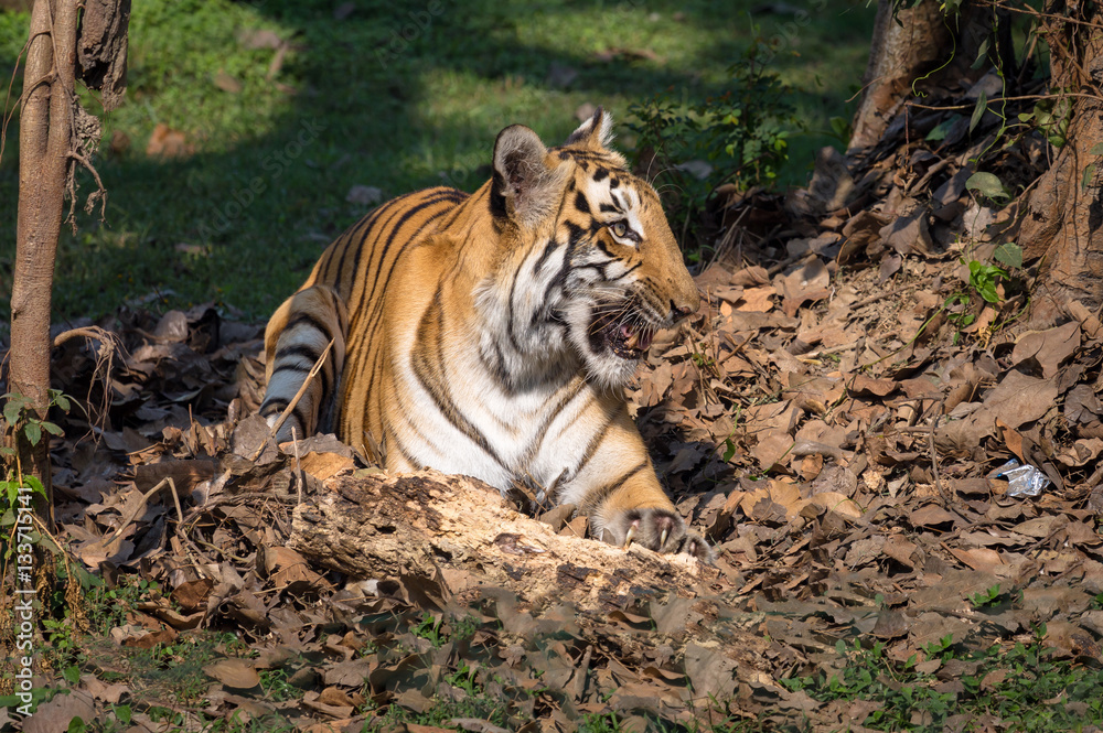Bengal tiger - One of the most beautiful and endangered species in the family of big cats. Photograph shot at an animal and wildlife sanctuary in India. Stock Photo | Adobe Stock Bengal tiger - One of the most beautiful and endangered species in the family of big cats. Photograph shot at an animal and wildlife sanctuary in India. Stock Photo | Adobe Stock