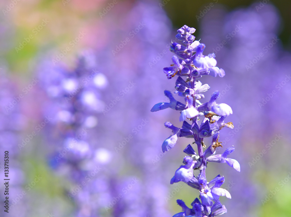 Fototapeta premium Background purple flowers