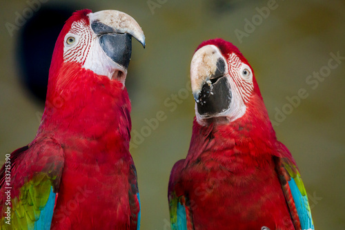 Fototapeta Naklejka Na Ścianę i Meble -  Scarlet macaw birds raise their neck together in a distinct behavioral trait at a bird sanctuary in India.