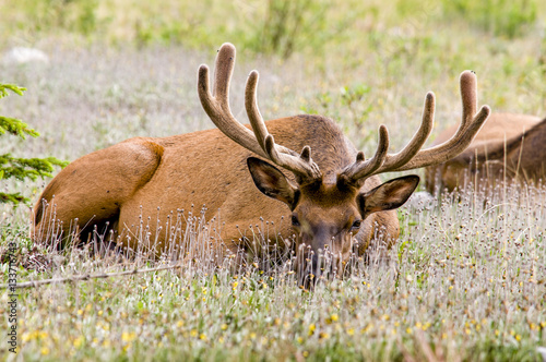 I see you too - Elk  - Jasper NP