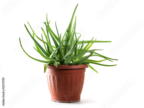 Aloe vera in a pot isolated on white, medical healing plant for skin treatment and cosmetics