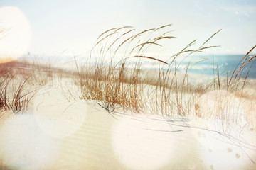 Foto auf Acrylglas Nordsee Strandgras weht im Wind  © soupstock