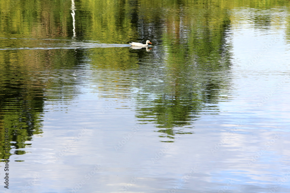 Canard blanc. Les étangs de Corot. Ville d'Avray. / White duck. The ponds of Corot. Ville d'Avray. Canard blanc. Les étangs de Corot. Ville d'Avray. / White duck. The ponds of Corot. Ville d'Avray.