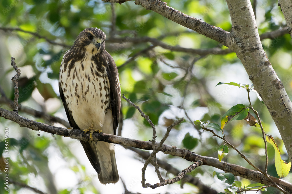 Prairie hawk Prairie hawk