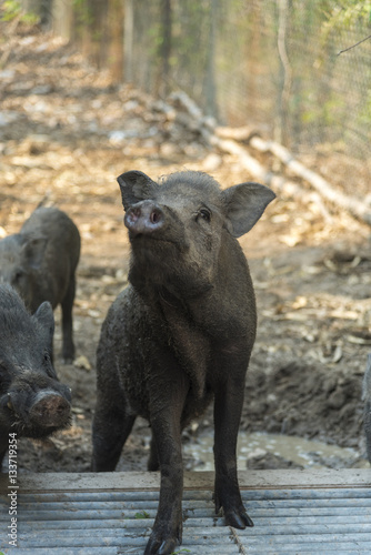 wild pig in cage