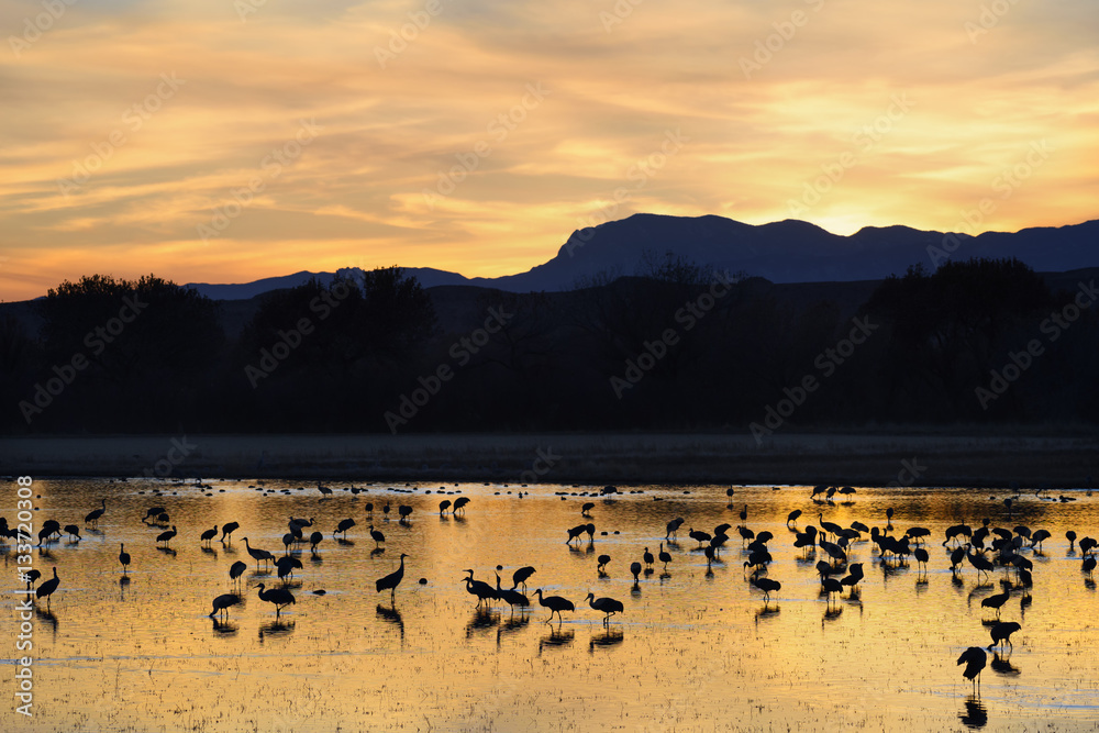 Naklejka premium Cranes in Pond at Sunset with Colorful Sky