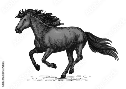 Fototapeta Naklejka Na Ścianę i Meble -  Black wild horse running on races vector sketch