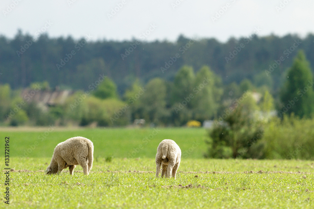 Fototapeta premium agricultural field