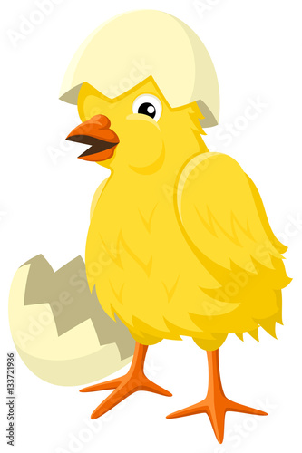 Vector illustration of a baby chick  just hatched from his egg.