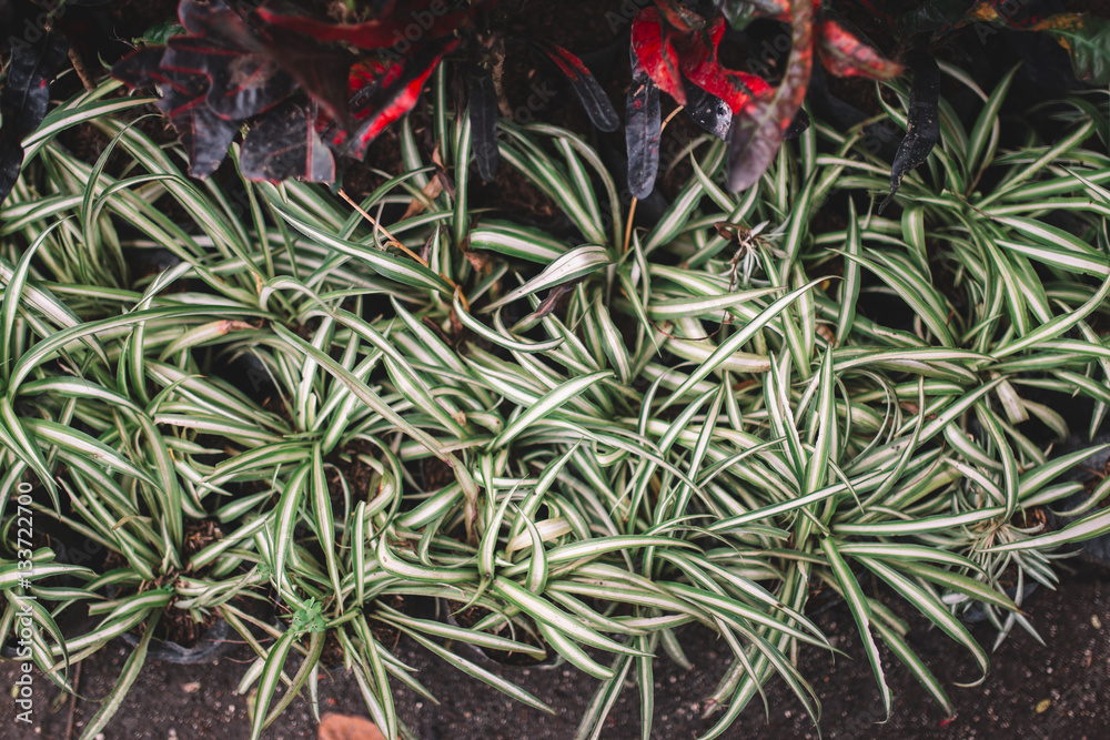 Closeup of green and white pattern of leaves. Indonesia, Bali. Fresh plants on the griund. Closeup of green and white pattern of leaves. Indonesia, Bali. Fresh plants on the griund.