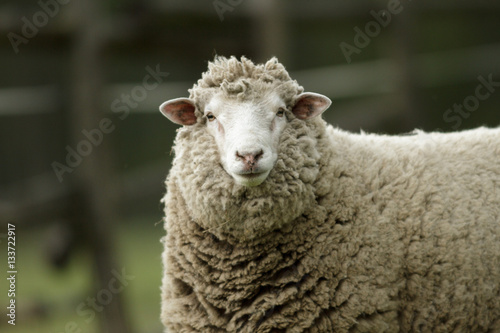 sheep © TSpider