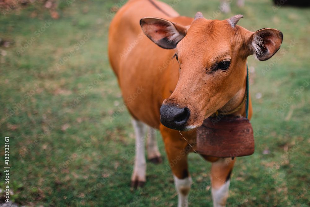 Close up of the young brown cow. Indonesia, Bali Close up of the young brown cow. Indonesia, Bali