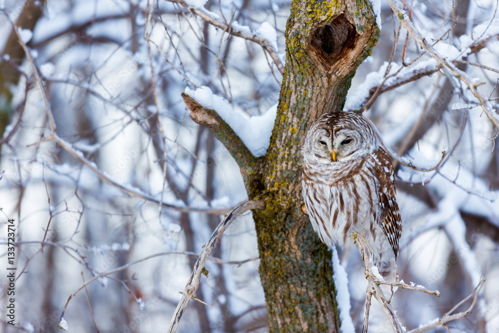 The barred owl is a large typical owl native to North America. Best known  as the